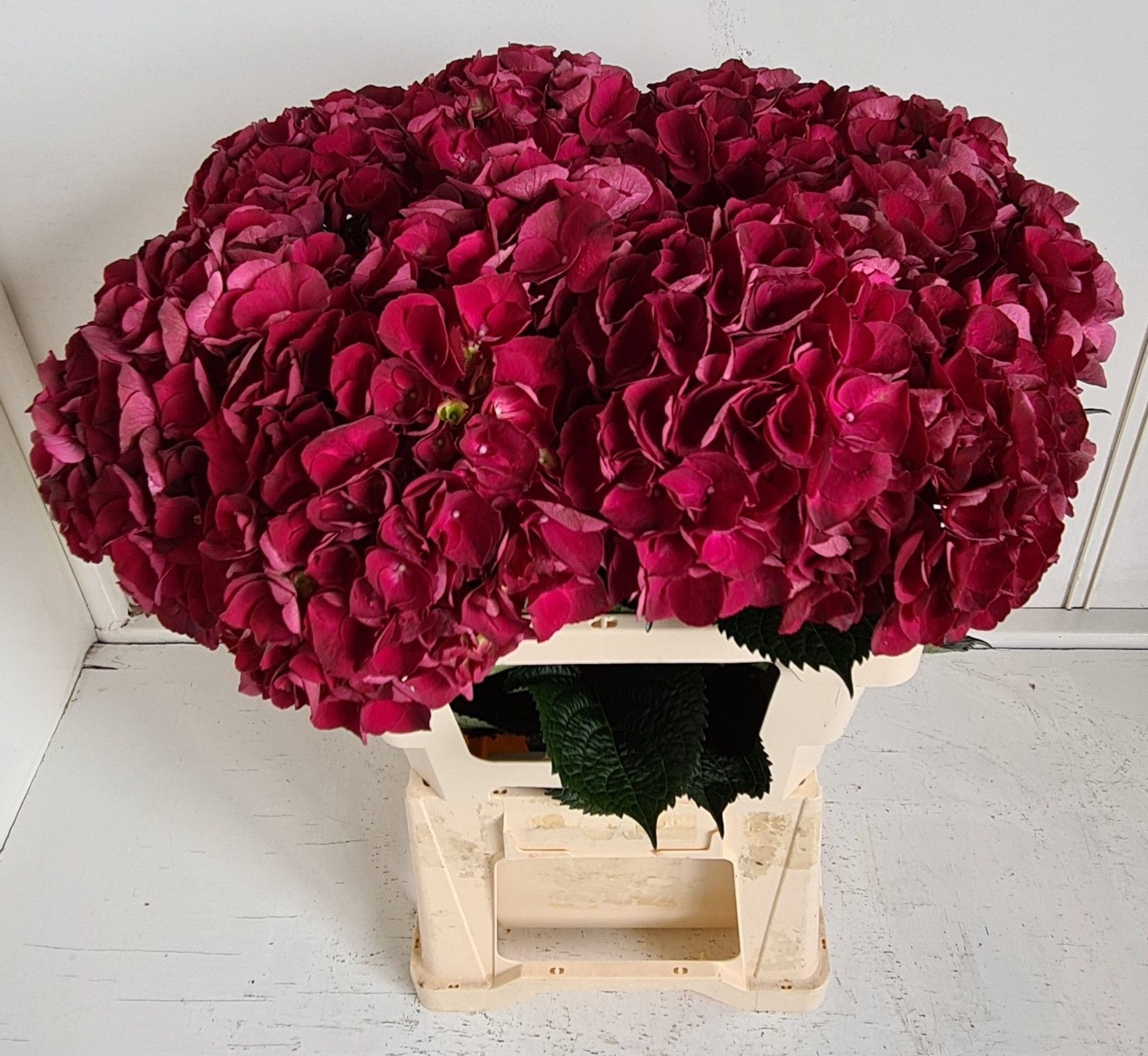 Hydrangea Dark Ruby 60cm 15Ø