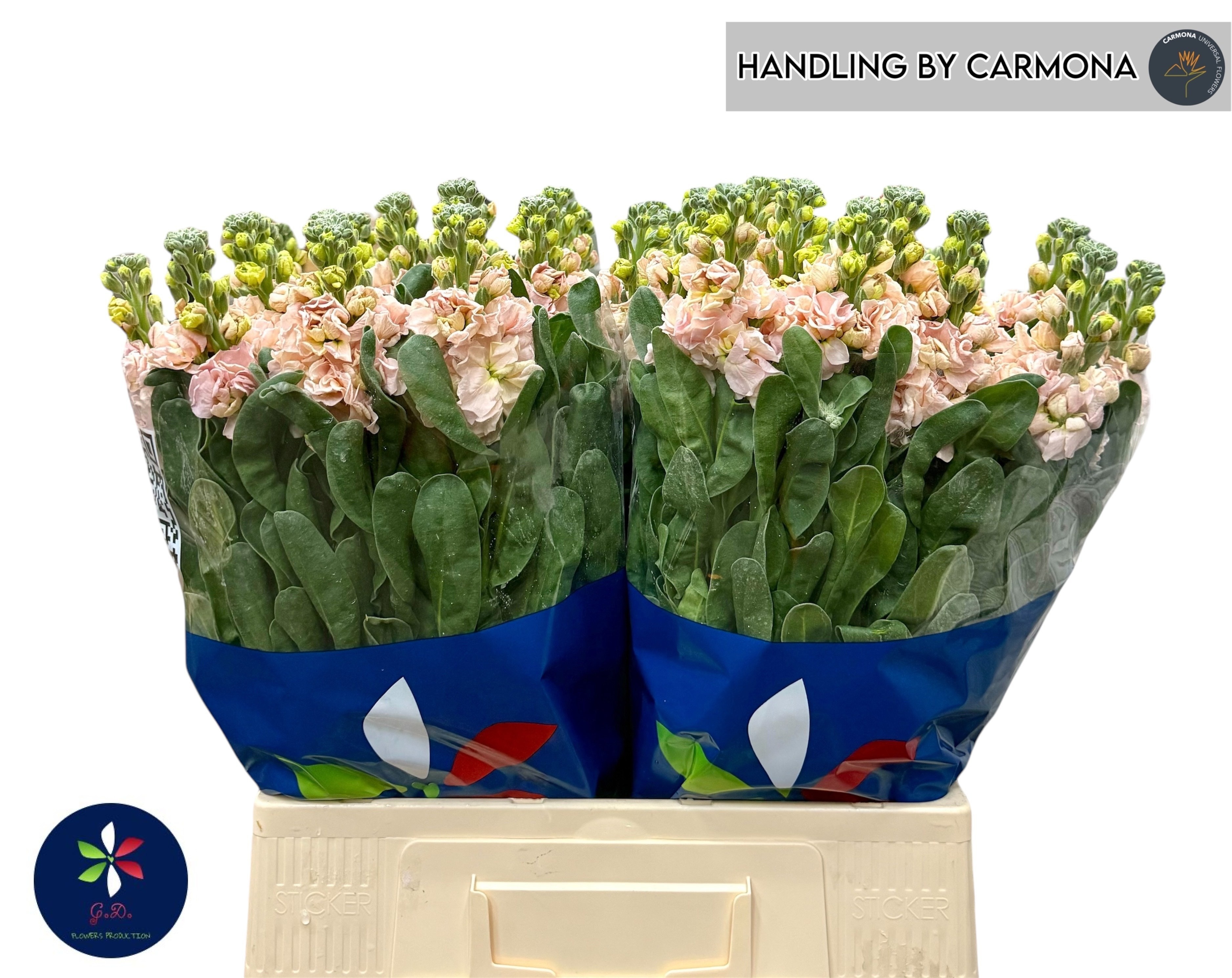 Matthiola Iron Apricot 60cm