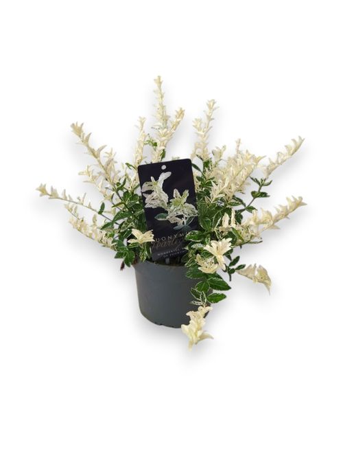 Euonymus fortunei Harlequin p17 Stra.