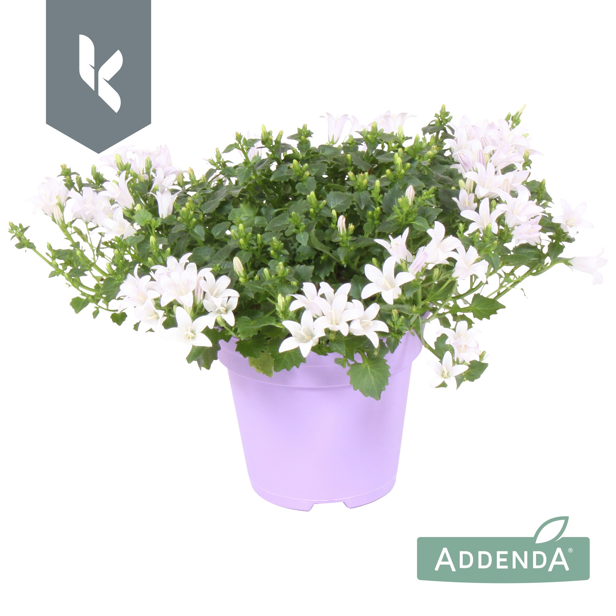 Picture of Campanula Ambella White P10.5 TON-SUR-TON