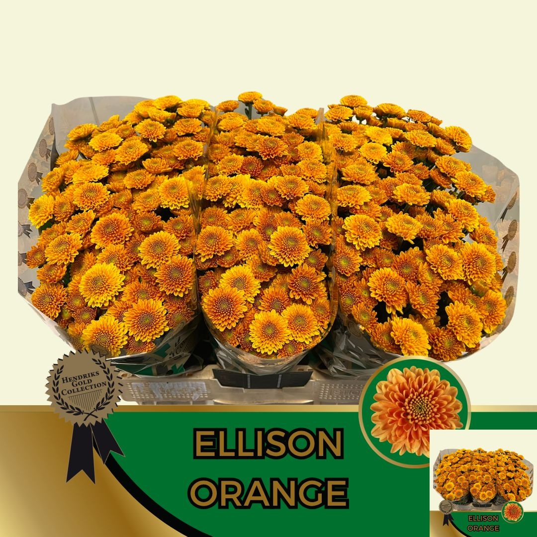 Chr San Ellison Oran