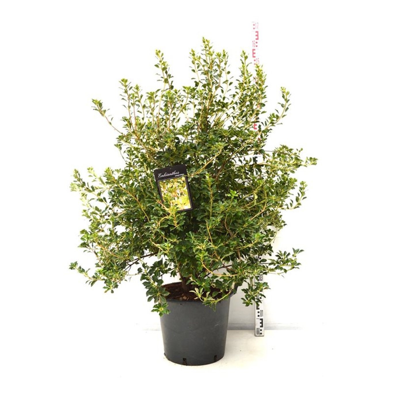 Enkianthus campanulatus