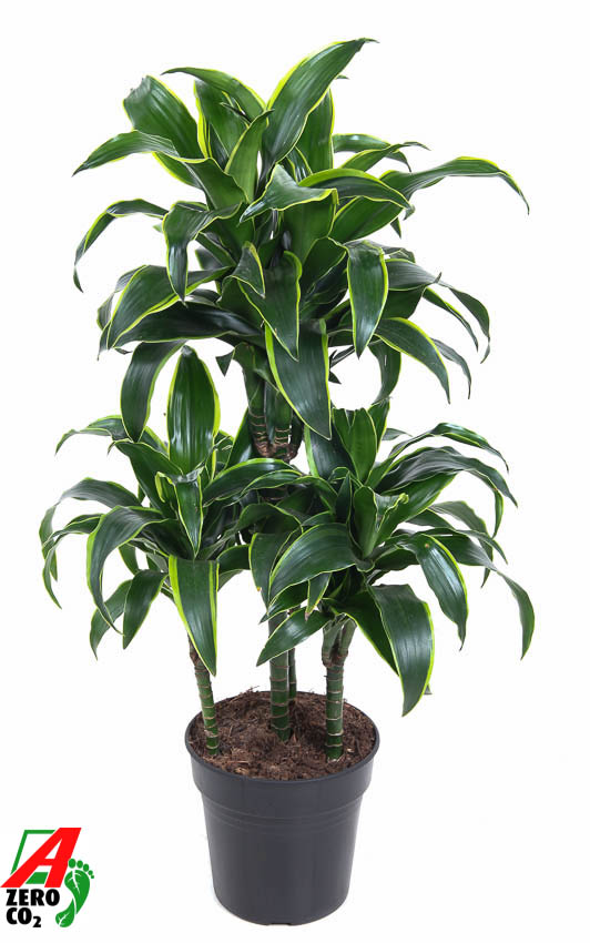 Picture of Dracaena Dorado 45-carrousel P21 80CM