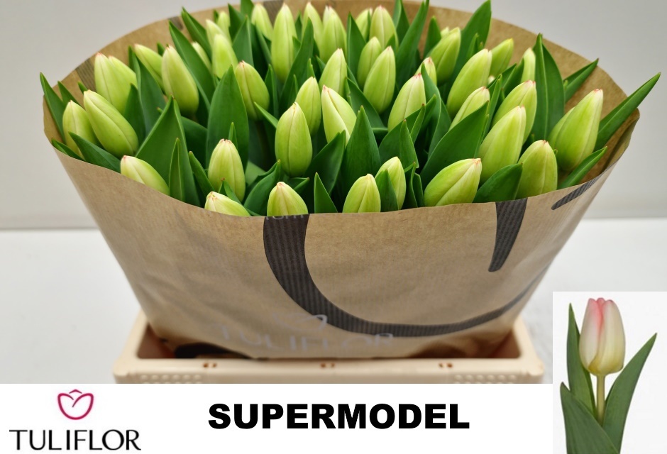 Tulipa Supermodel 38cm 26gram