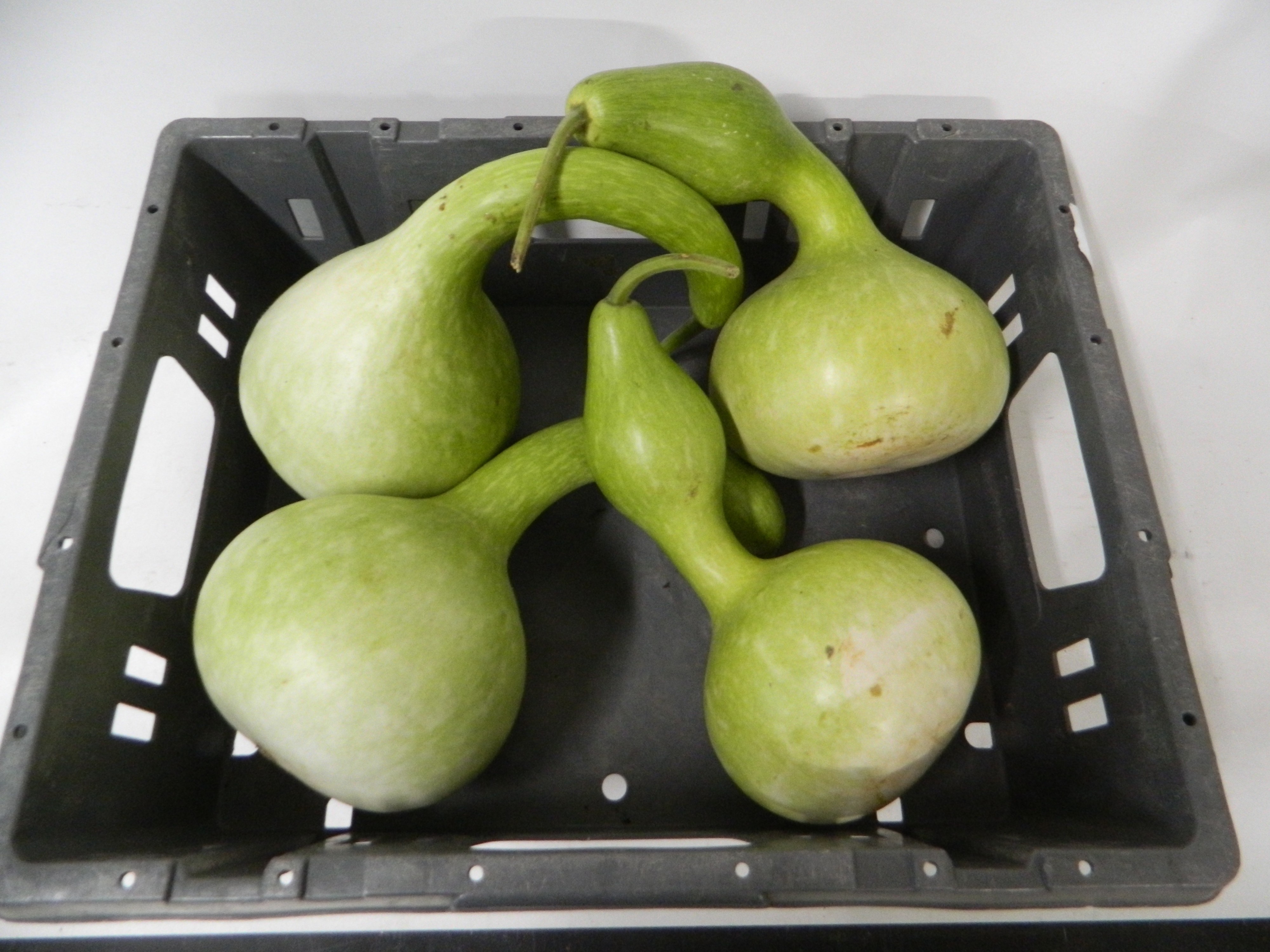 Cucurbita Orange (PUMPKIN)