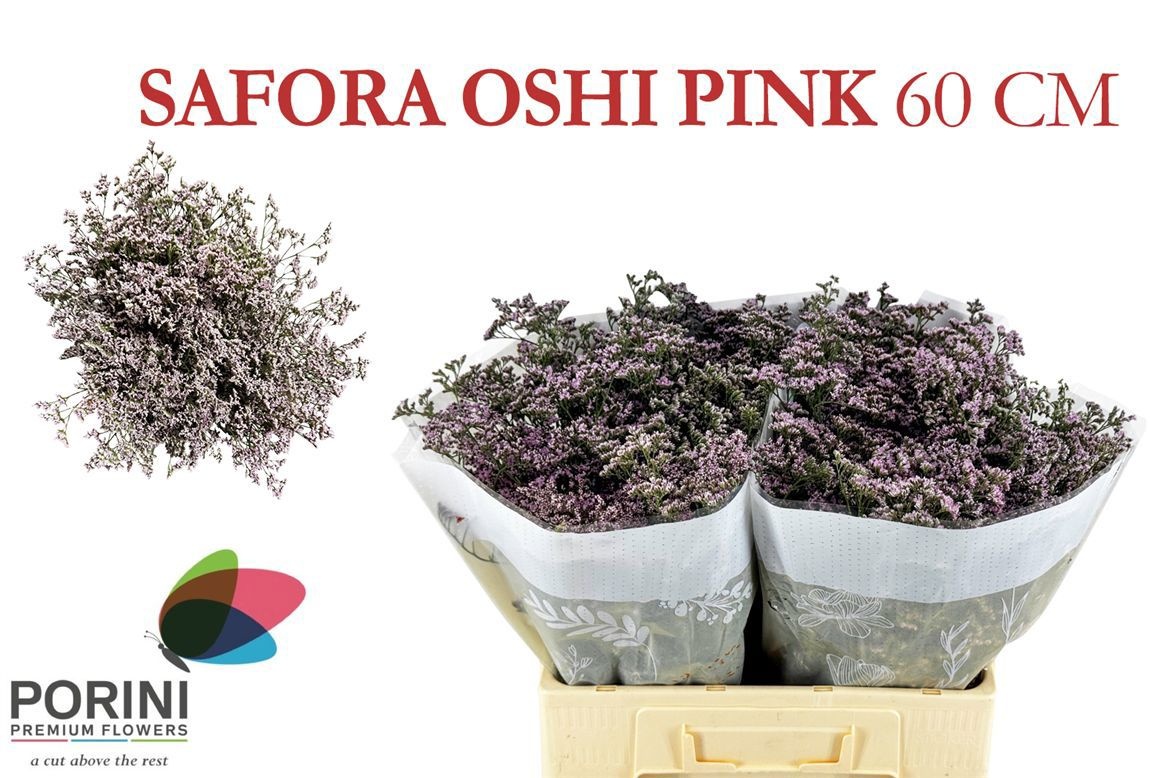 Limonium Oshi Pink 60cm 35gram