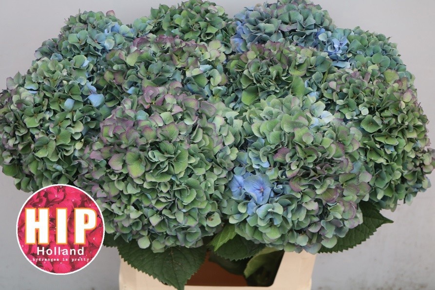 Hydrangea Pimpernel Classic 80cm 22Ø