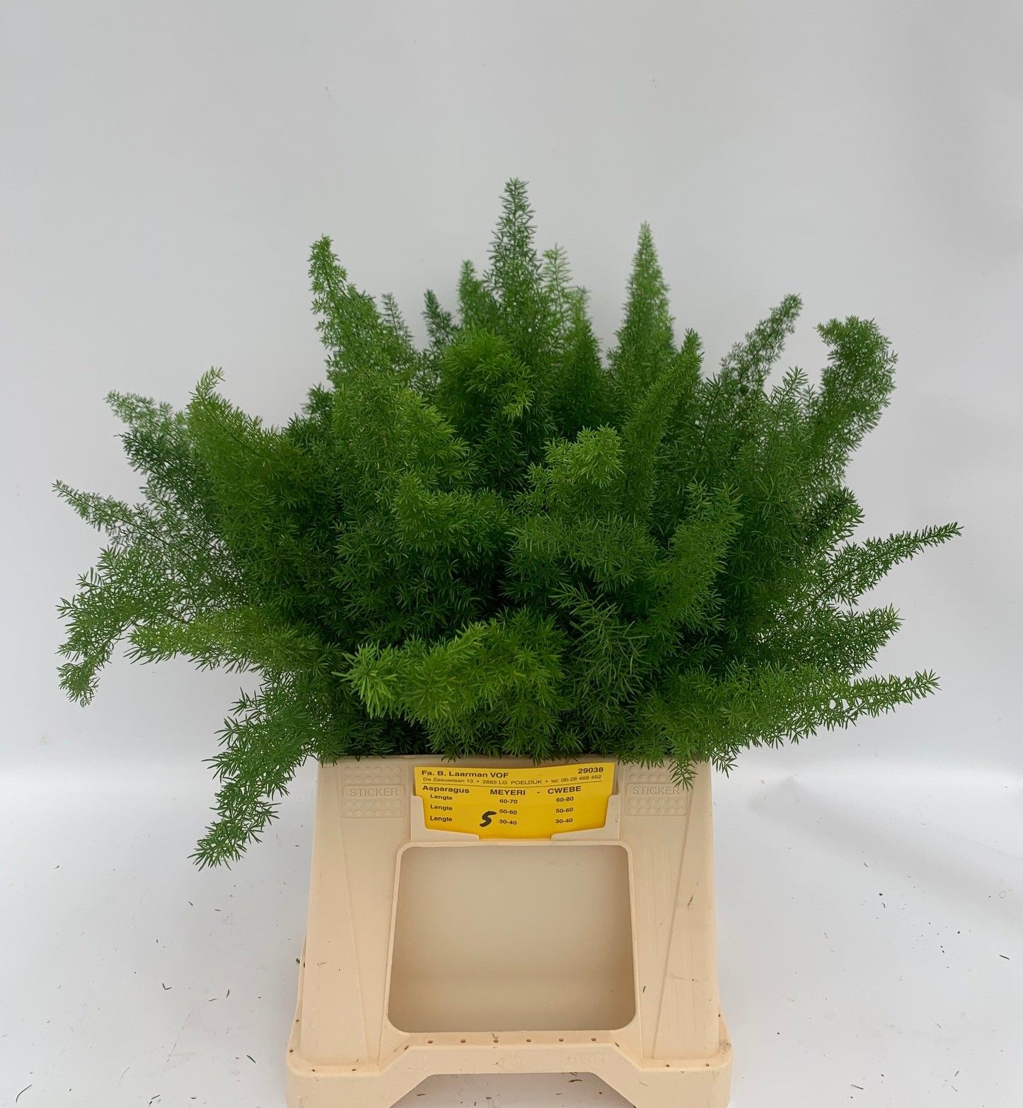 Asparagus Dens Meyers 40cm