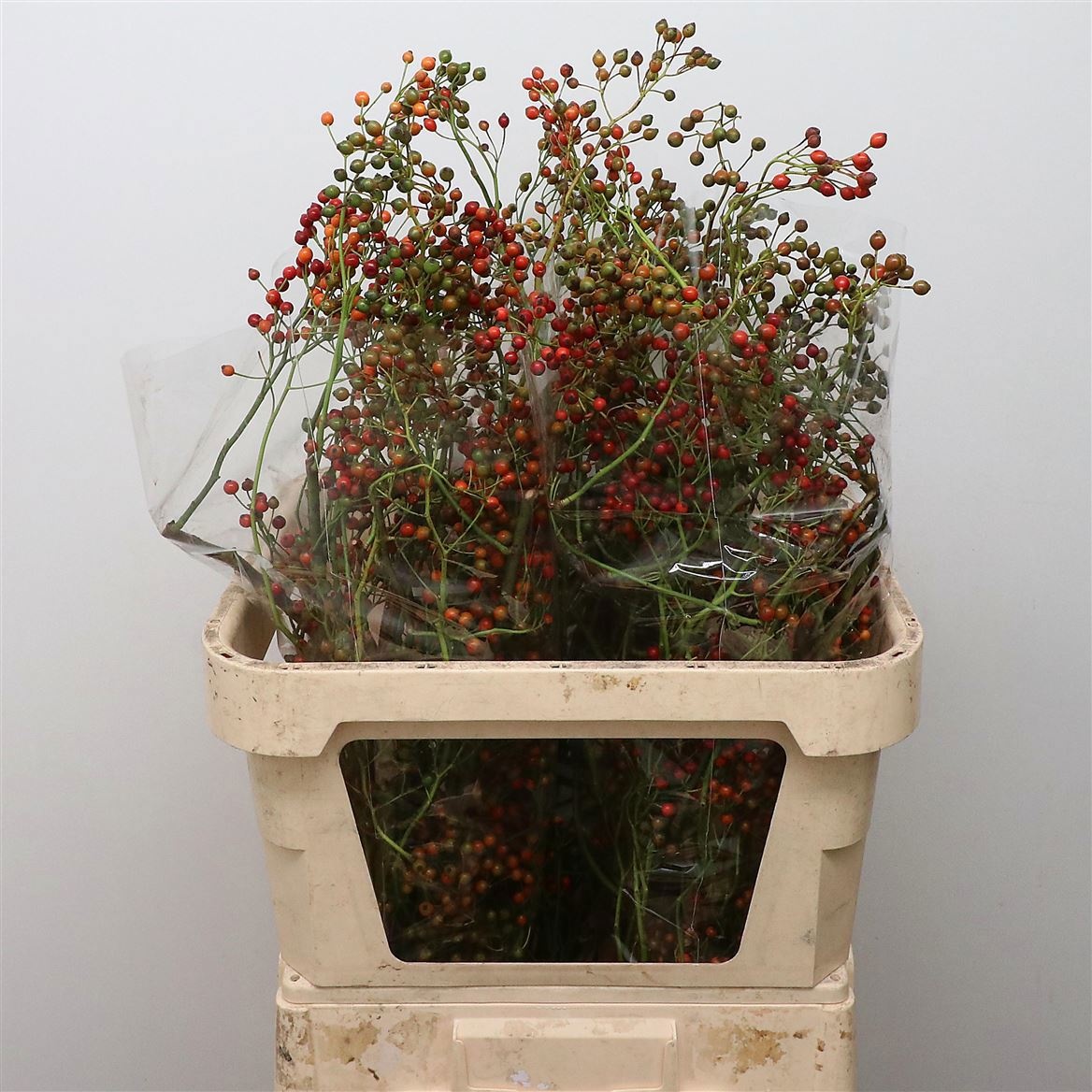 Rosehips Corallo 70cm