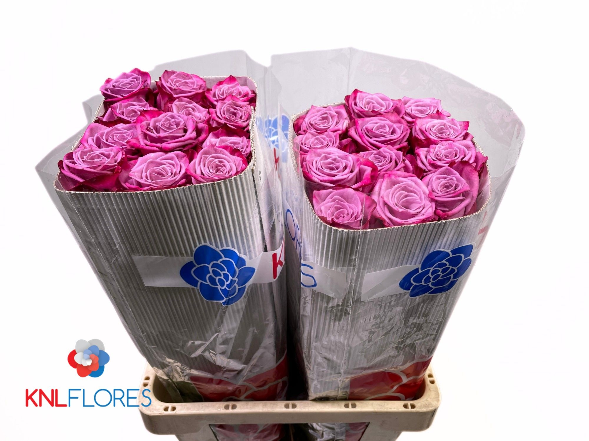 Rosa Moody Blues! 60cm