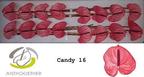 Anth A Candy
