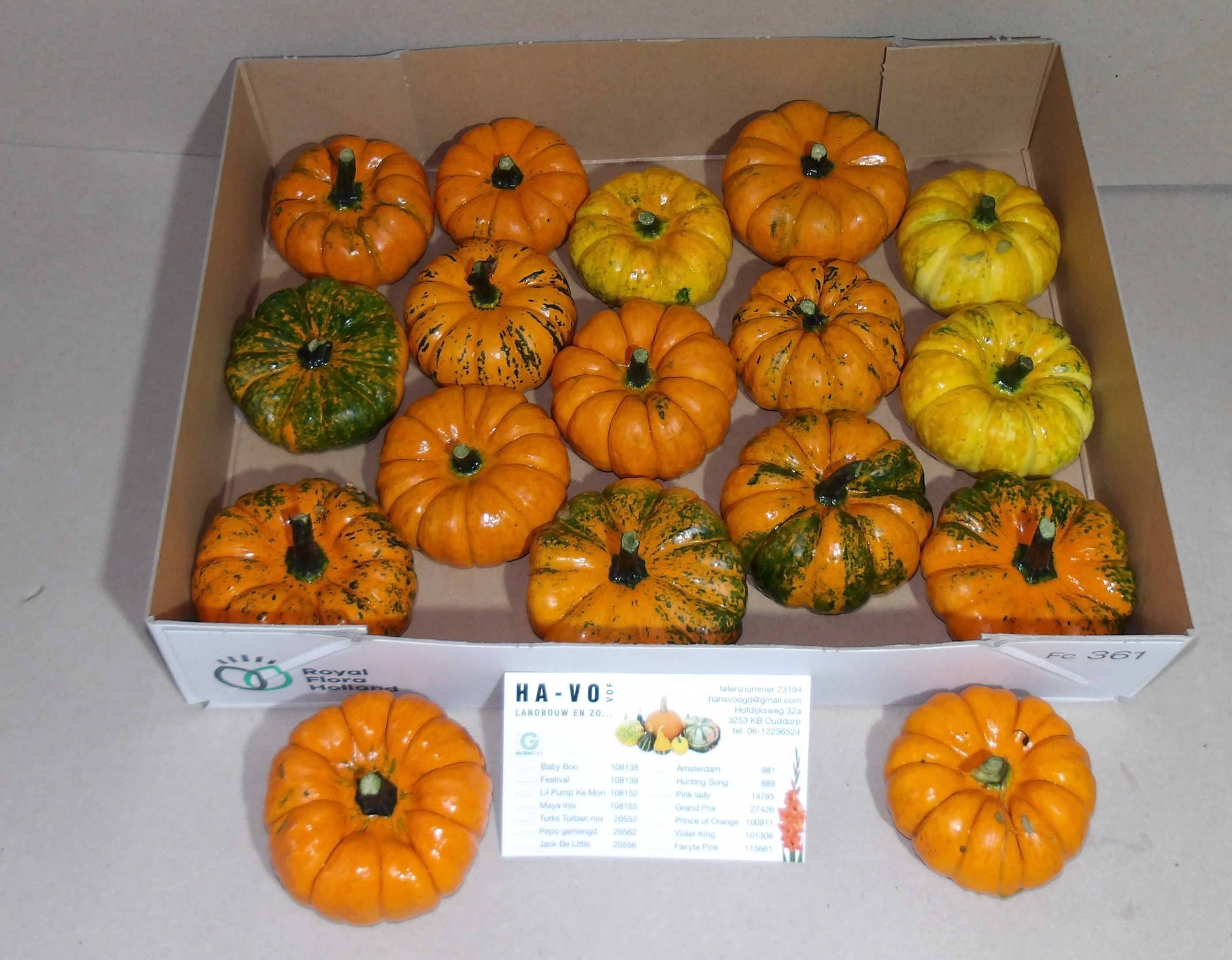 Cucurbita Jack Be Little