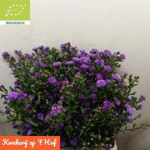 Ast Purple Monarch 70L.cm 180gram 23bloei