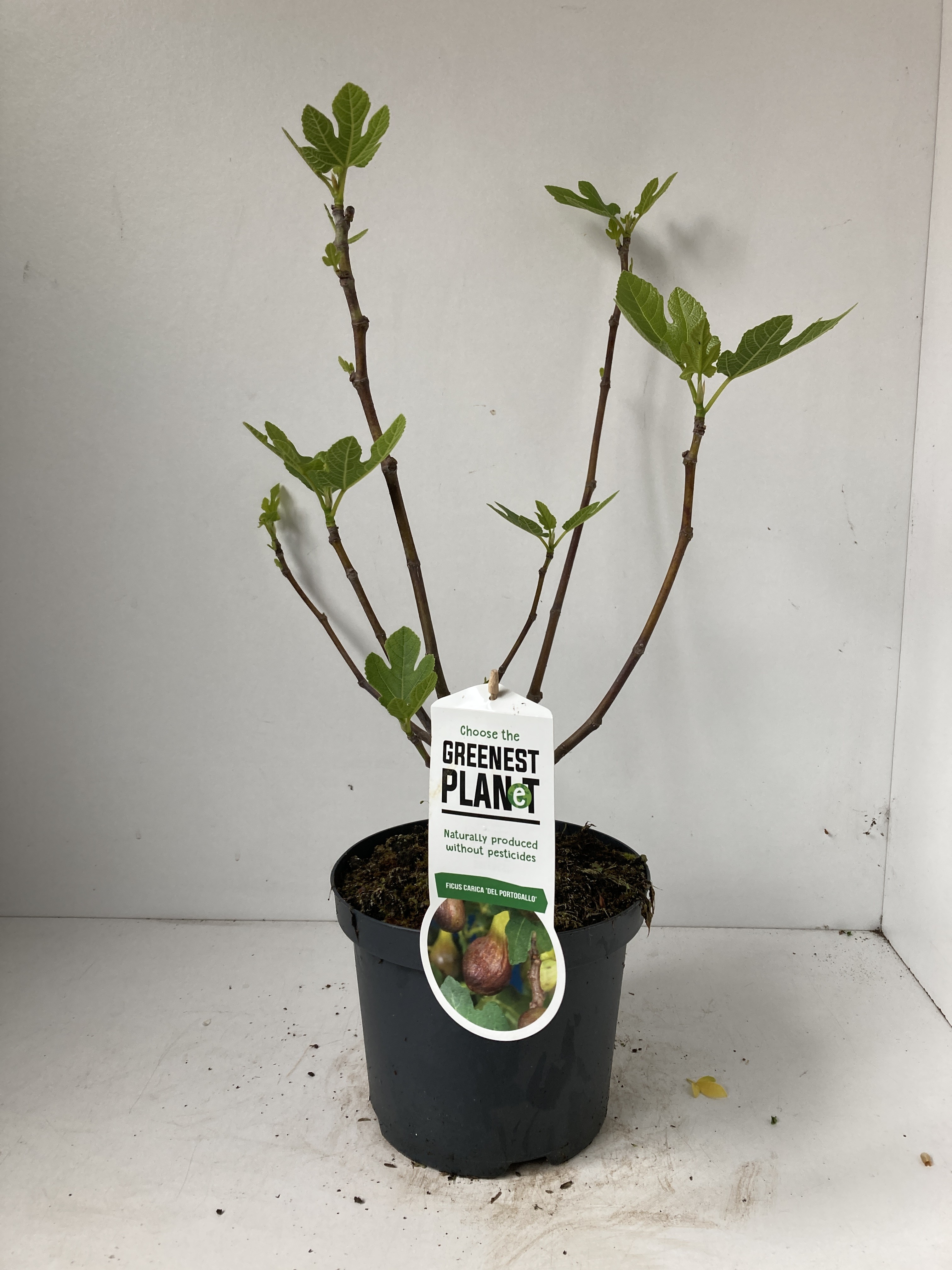 Picture of Ficus carica 'Del Portugallo'