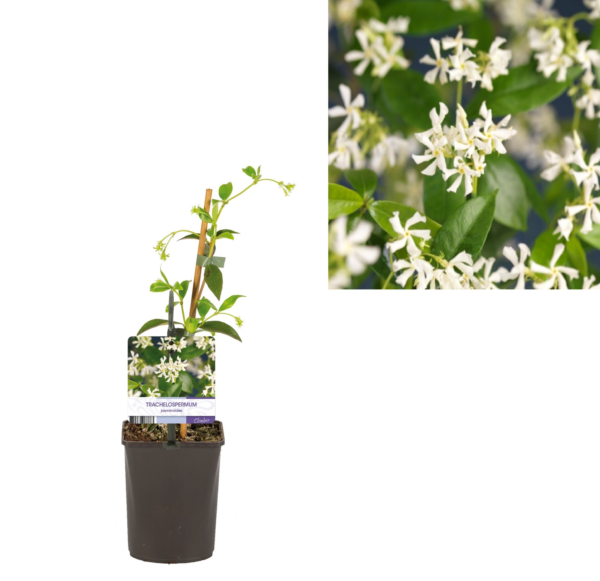 Picture of Trachelospermum jasminoides +light label P11 40CM