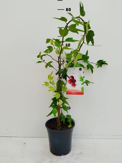 Cudrania tricuspidata