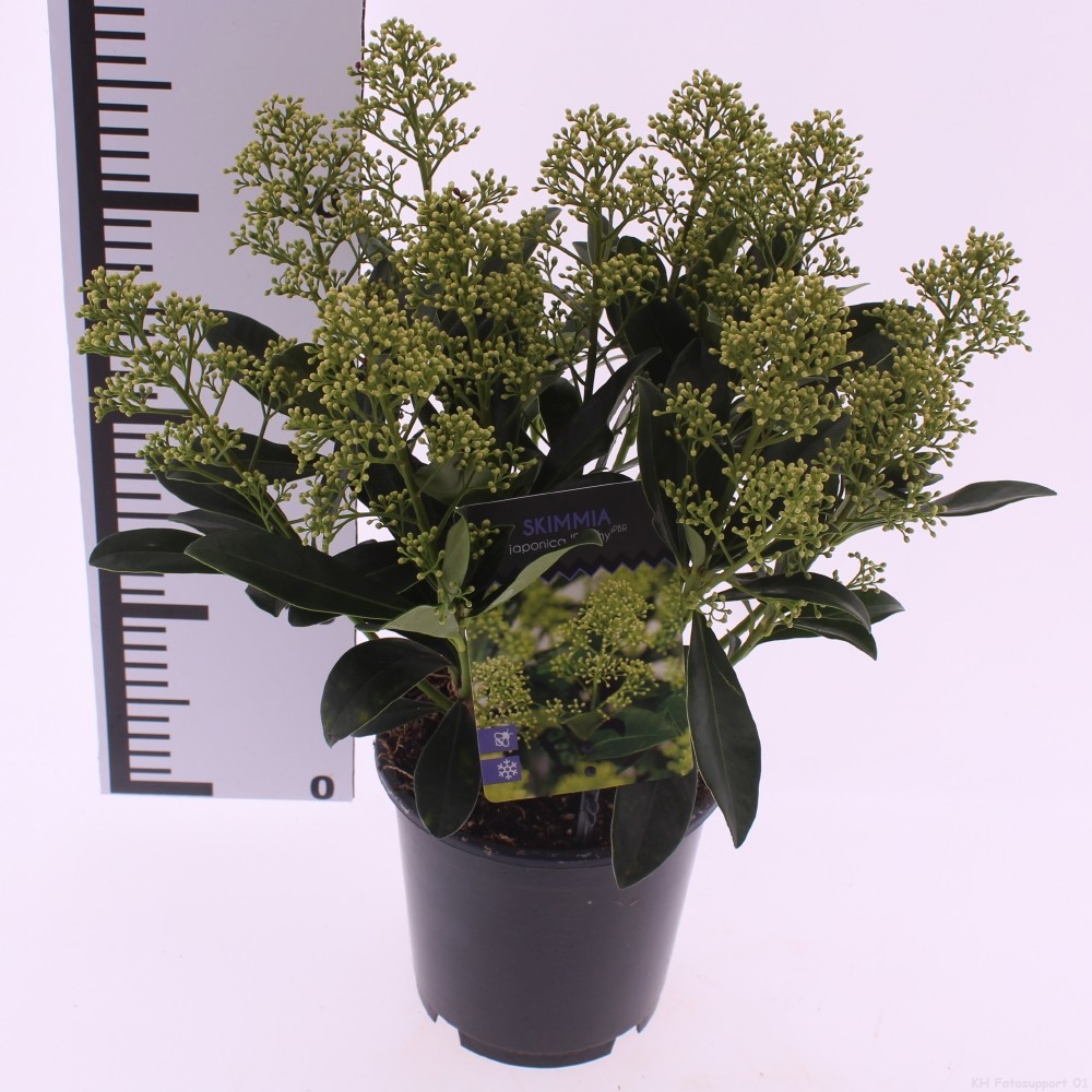 Picture of Skimmia jap. 'Finchy'