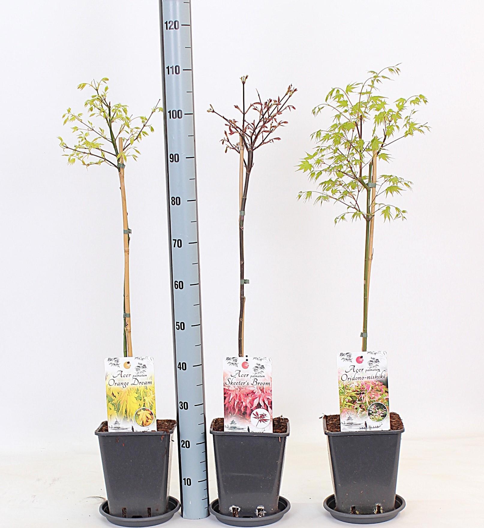 Acer overig - Esdoorn