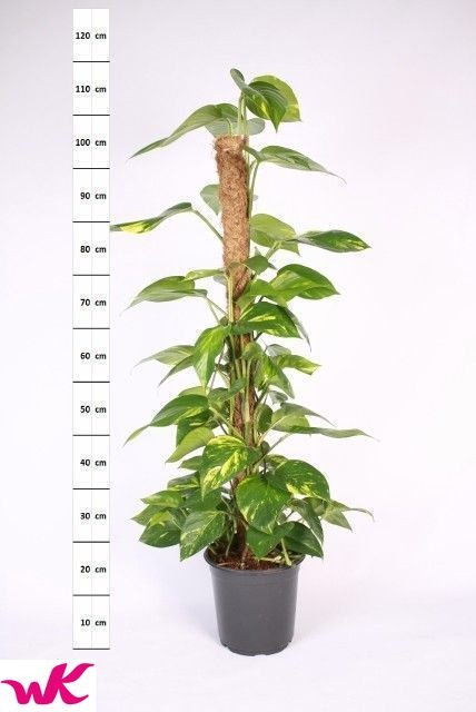 Epipr Mosstok 21Ø 110cm