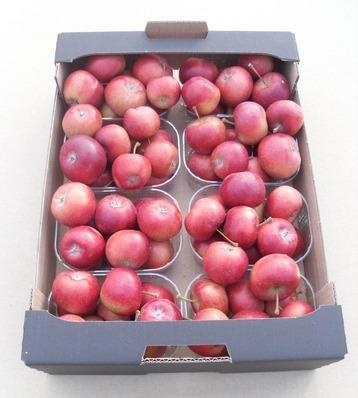 Sierappel Malus