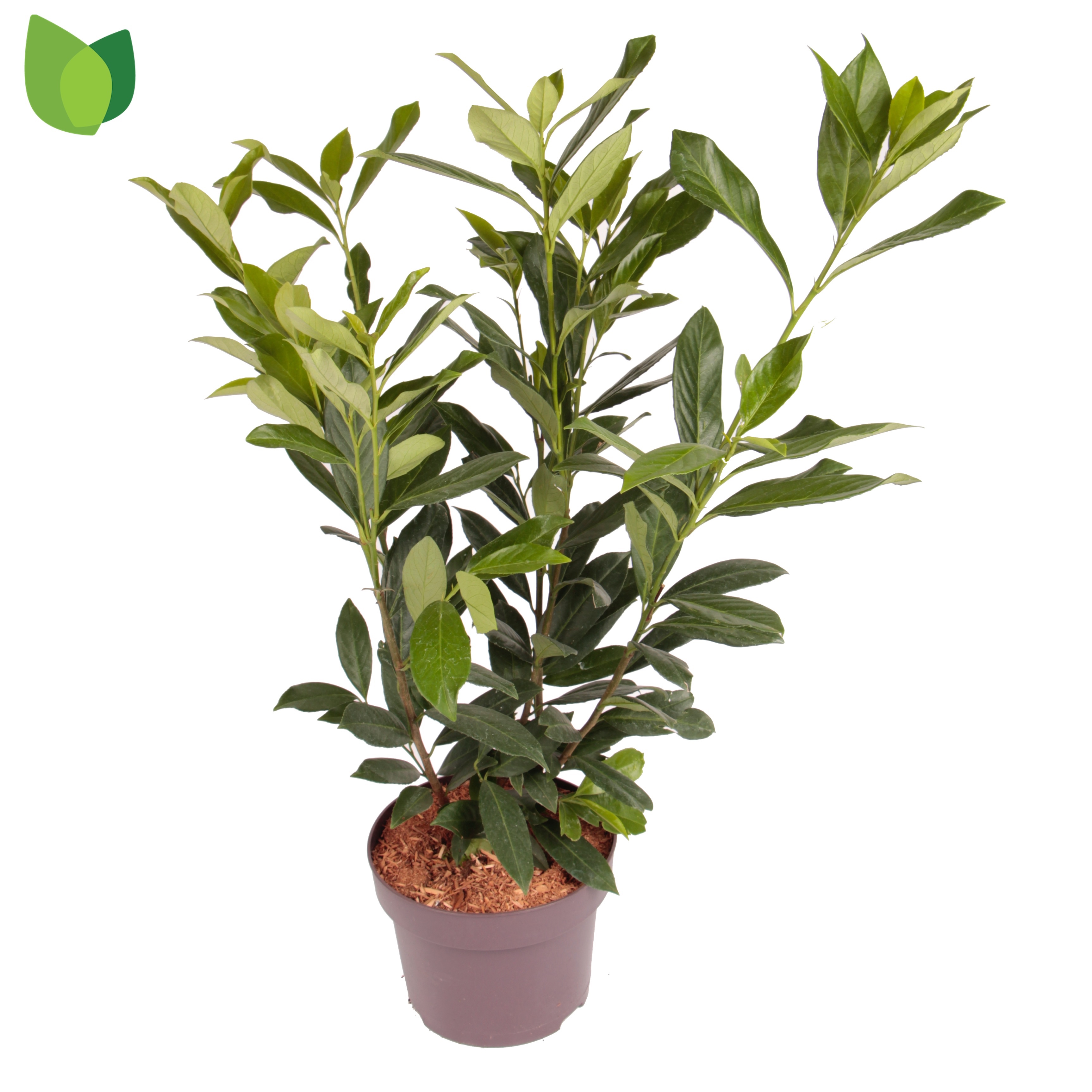 Picture of Prunus laurocerasus Caucasica P23 (5 Ltr)