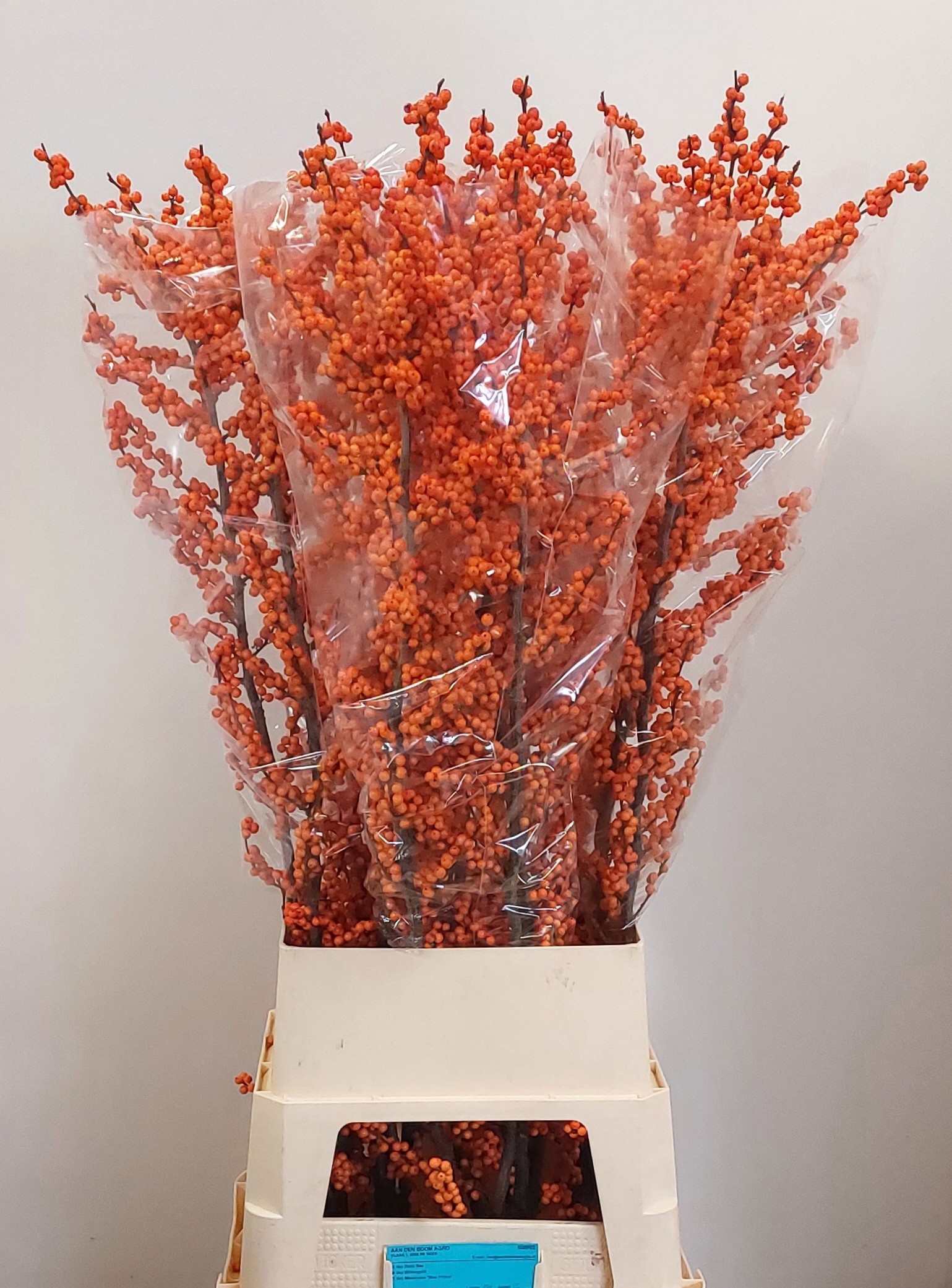 Ilex Winter Gold 120cm