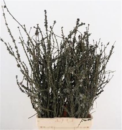 Larix Doos