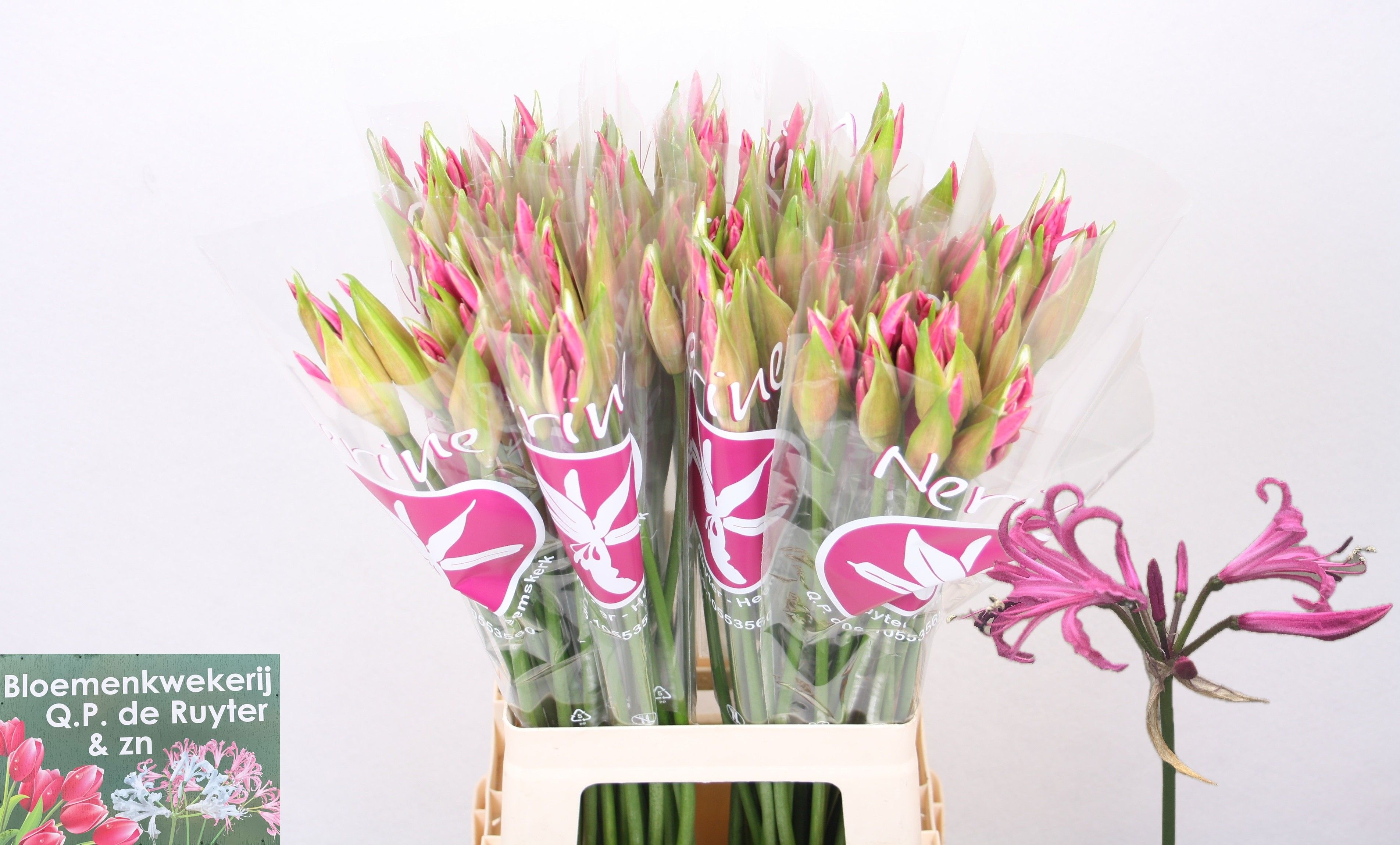 Nerine Ras Van Roon 70cm