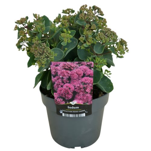 Sedum telephium Seduction Rose Charm p17 Florizon