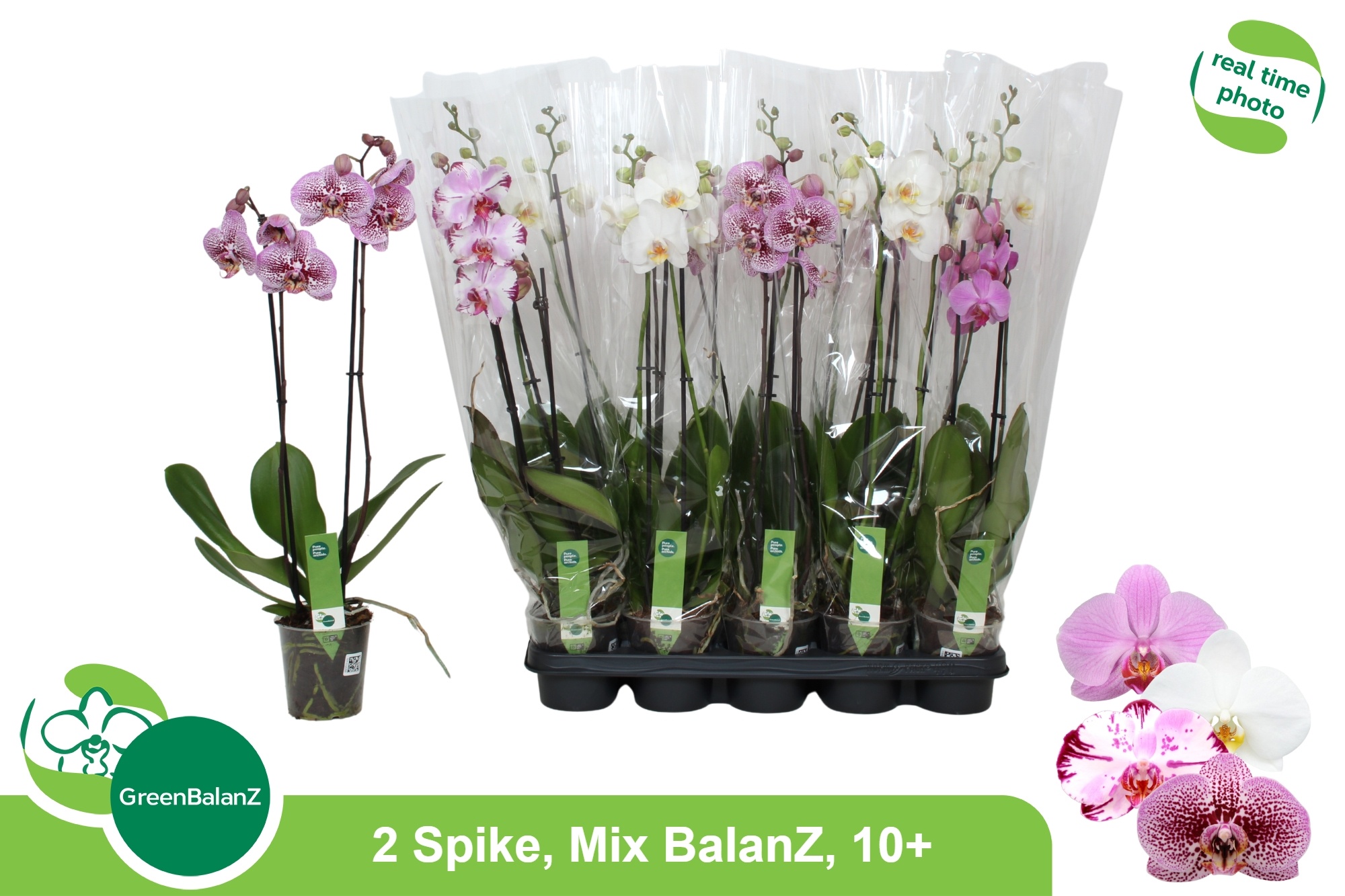 Phal Gem 12P 65H 2TAK 10bloem 23bloei