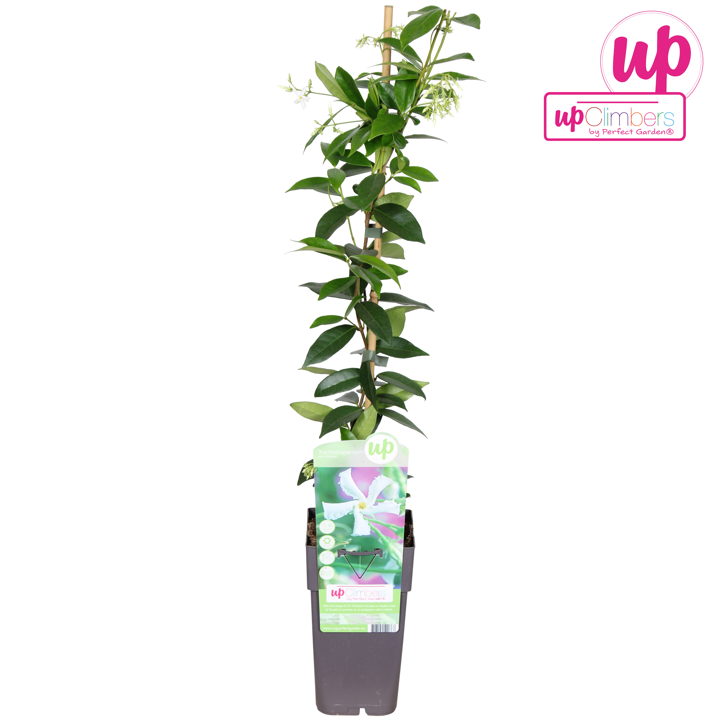 Picture of Trachelospermum Jasminoides P15