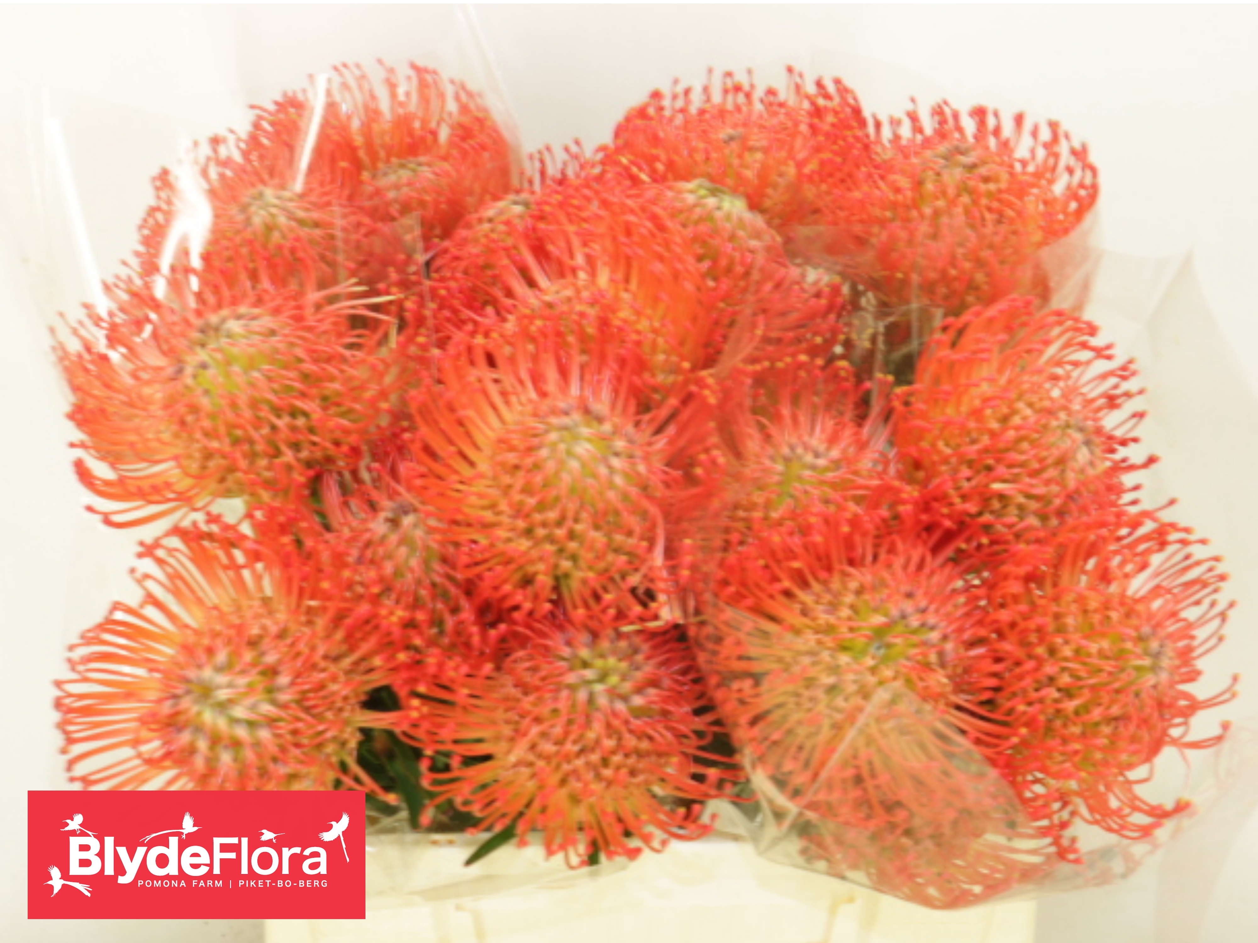 Leucospermum Succession 40cm