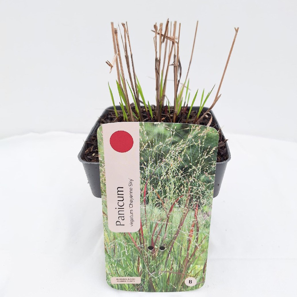 Panicum virgatum 'Cheyenne Sky'