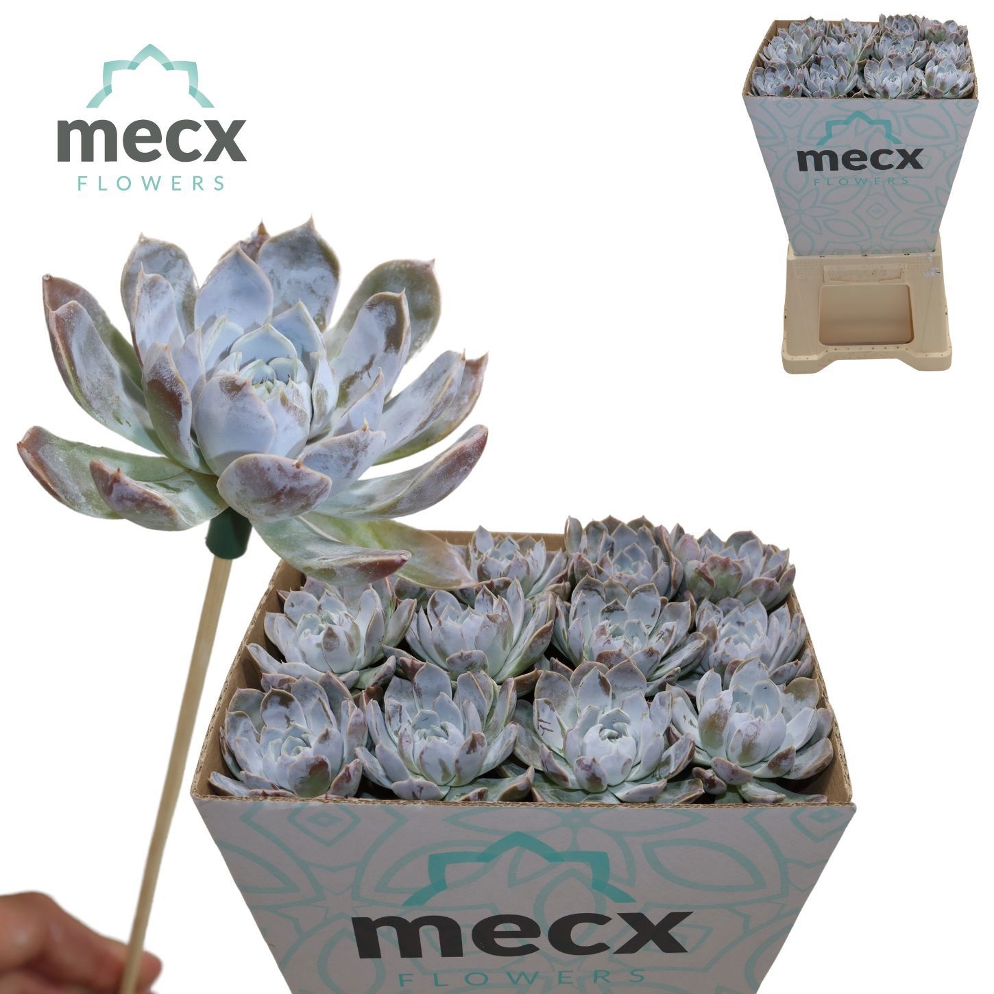 Echeveria Snowbunny (mecx Flowers)