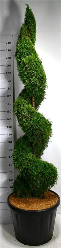 Thuja occ. 'Smaragd' | Gardenline