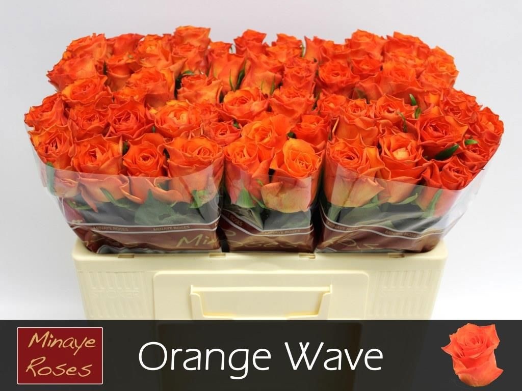 Rosa Orange Wave 50cm