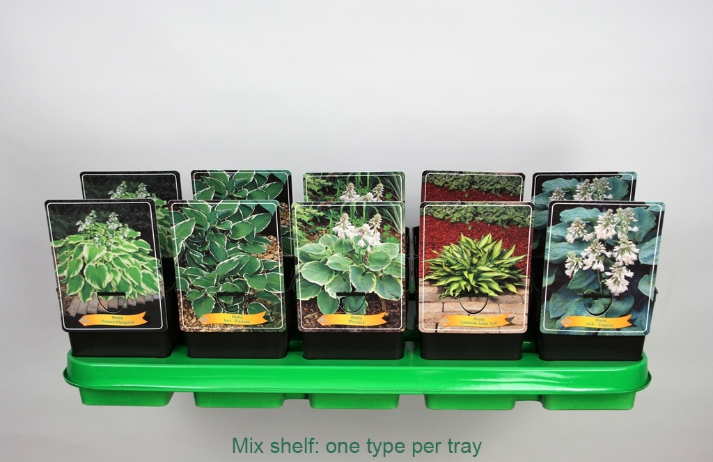 Picture of Hosta Mix 6x10 srt. per shelve P11