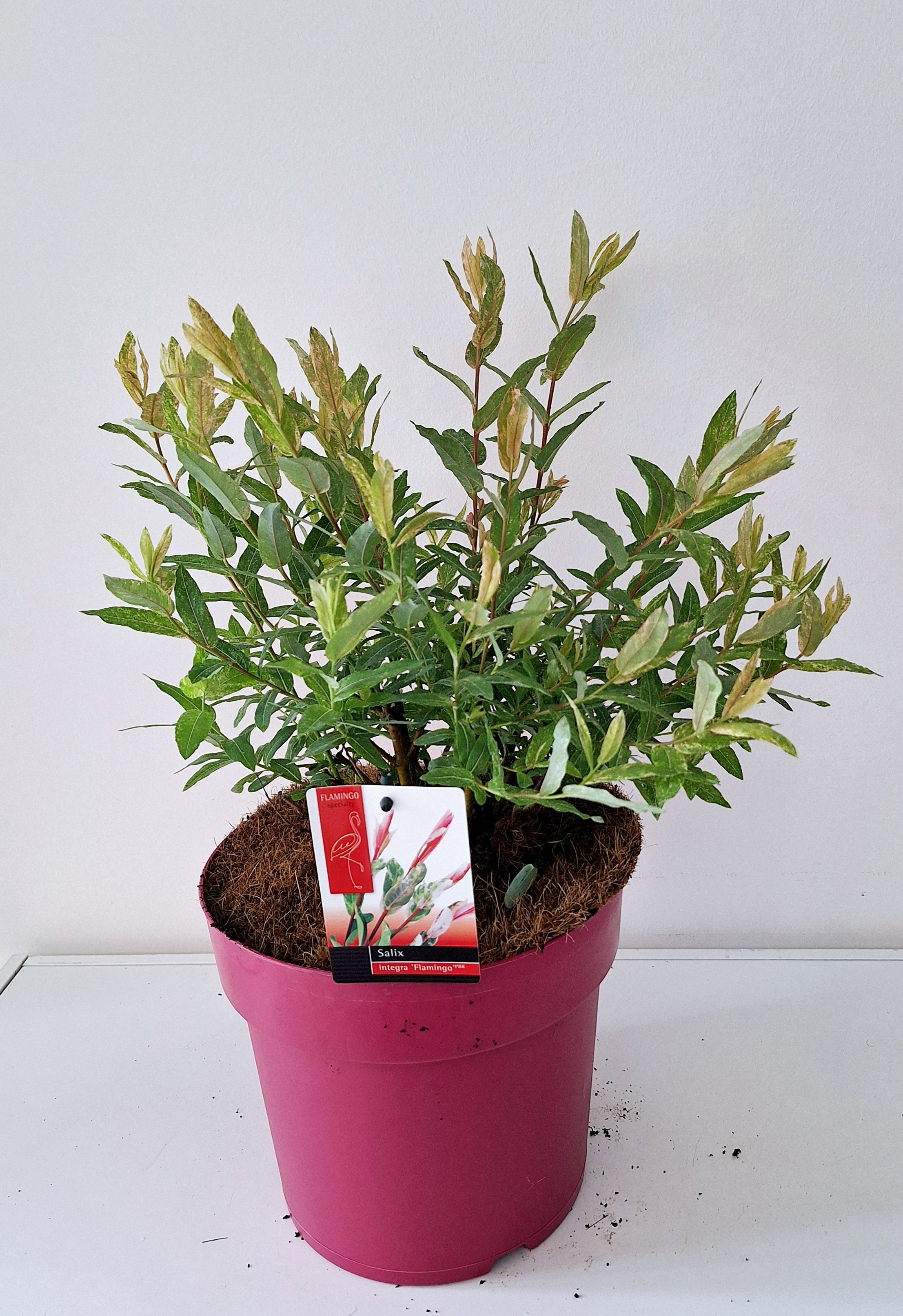 Picture of Salix Flamingo Bush P23 Pink Pot