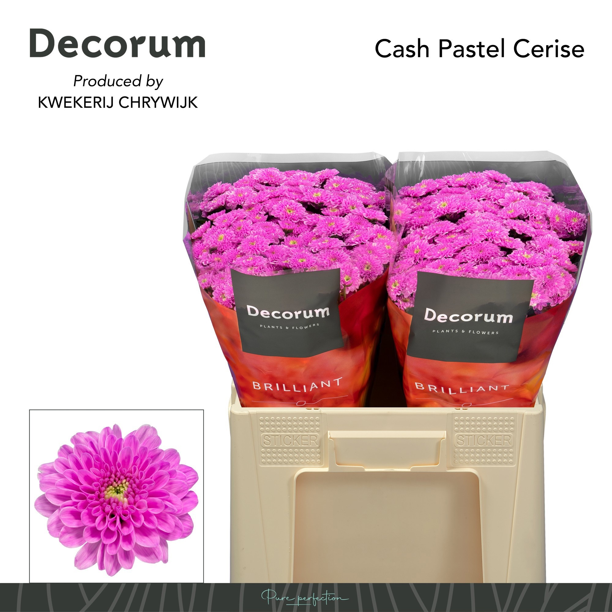 Chrysanthemum Santini Painted 50cm