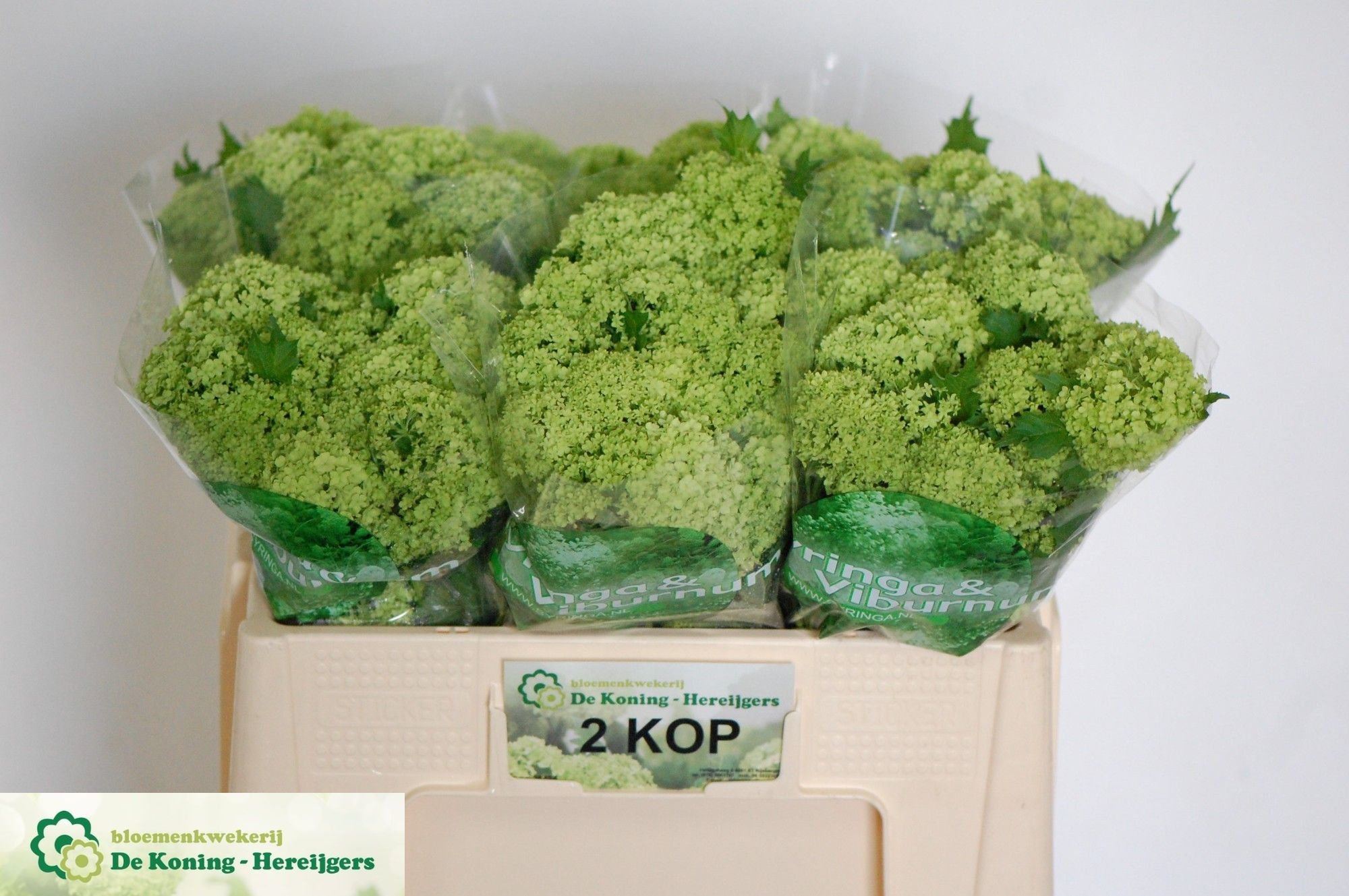 Viburnum Roseum St