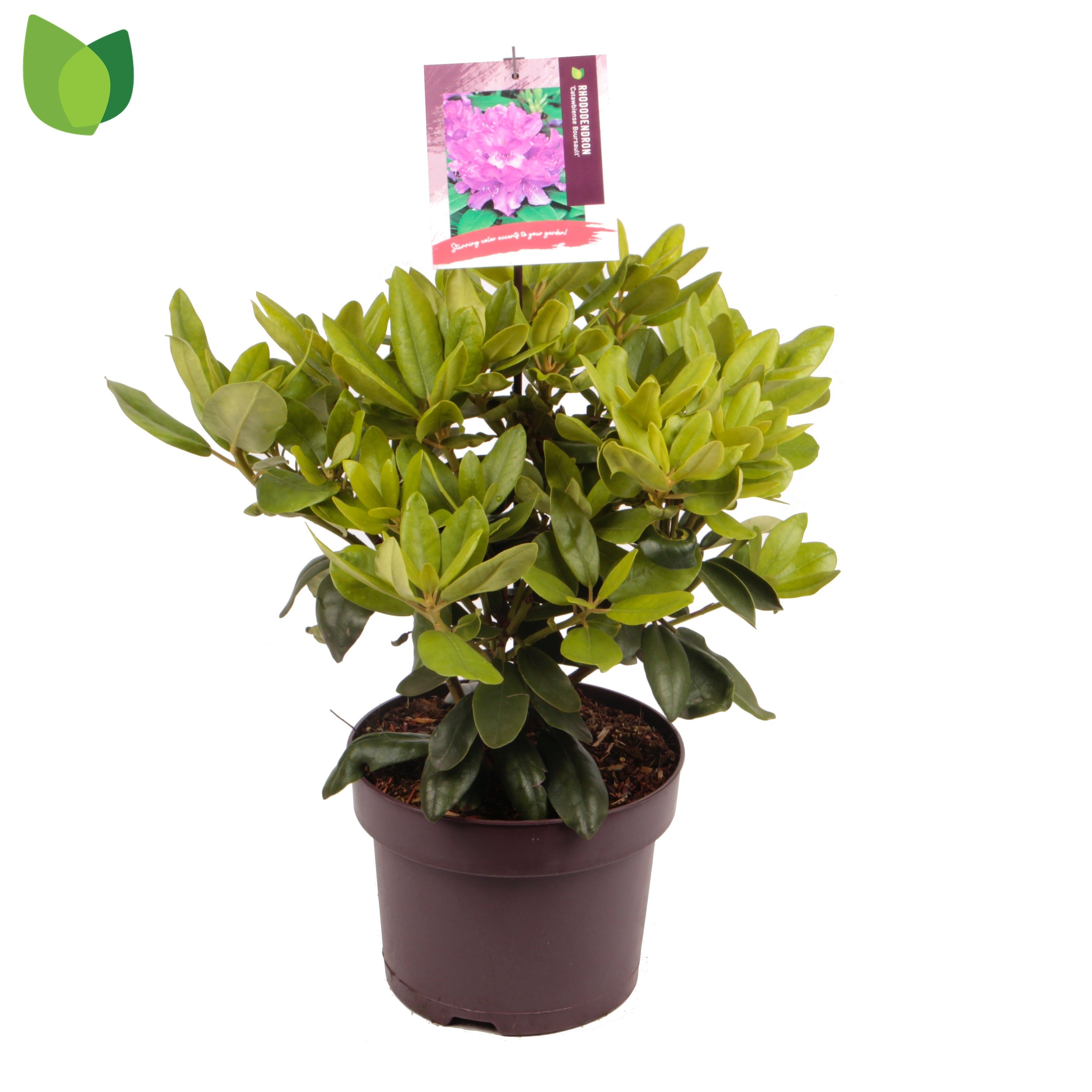 Rhododendron 'Catawbiense Boursault'