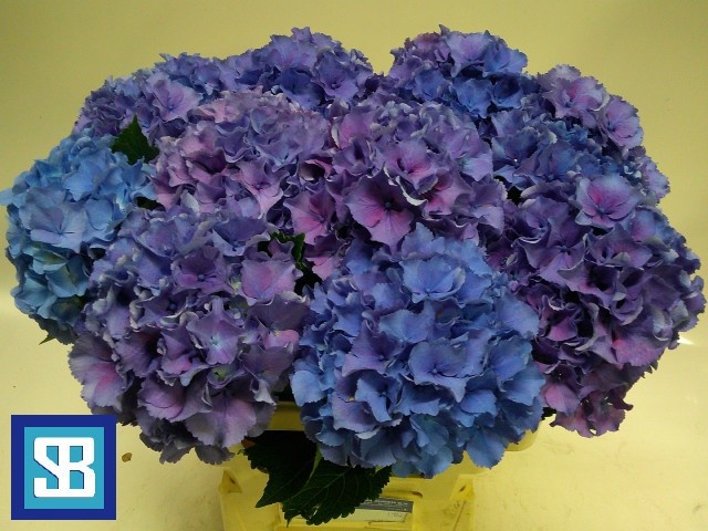 Hydrangea Royal Parade 60cm 17Ø