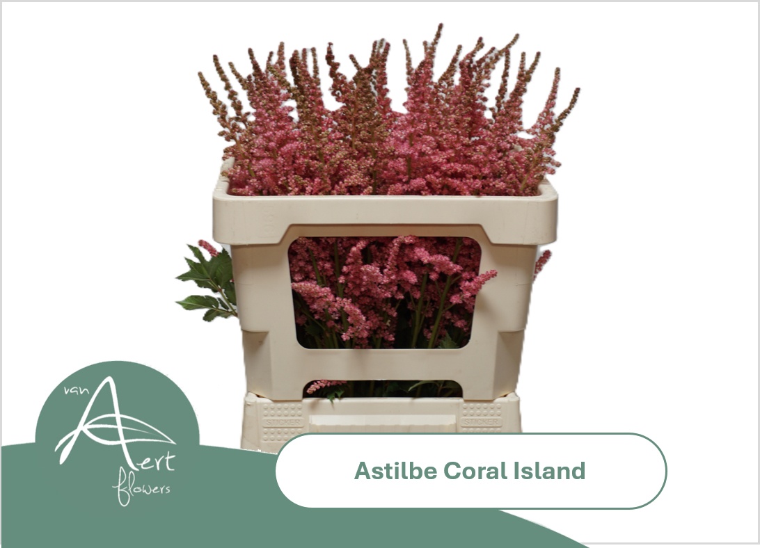 Astil C Coral Island