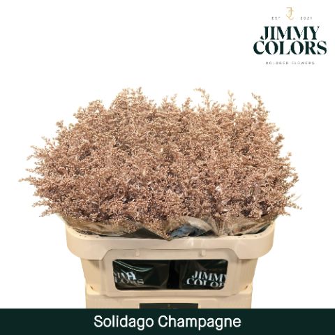 Solidago L80 Champagne