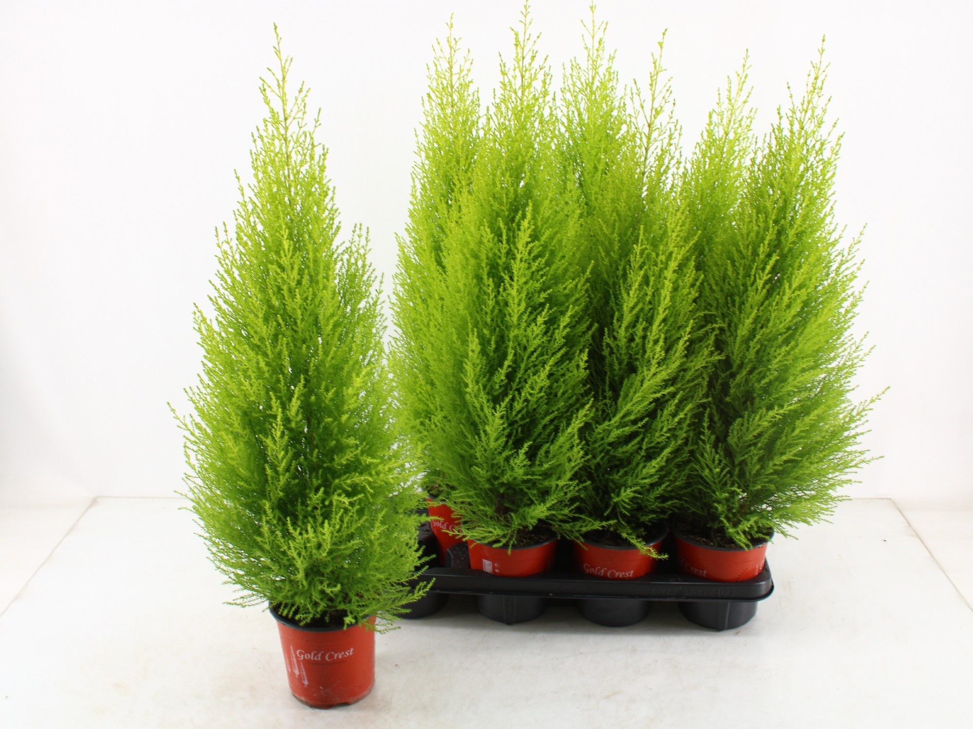 Cupres Ma Goldcrest 14P 70H