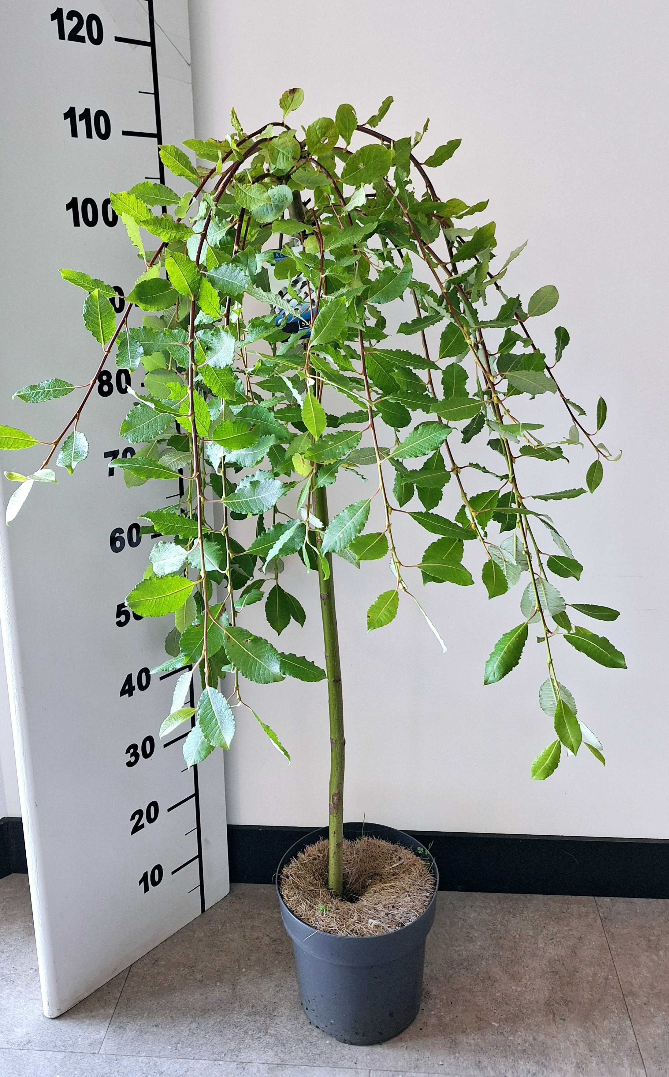 Picture of Salix caprea Kilmarnock P21 (4 Ltr) 80/STD (LOOSE)