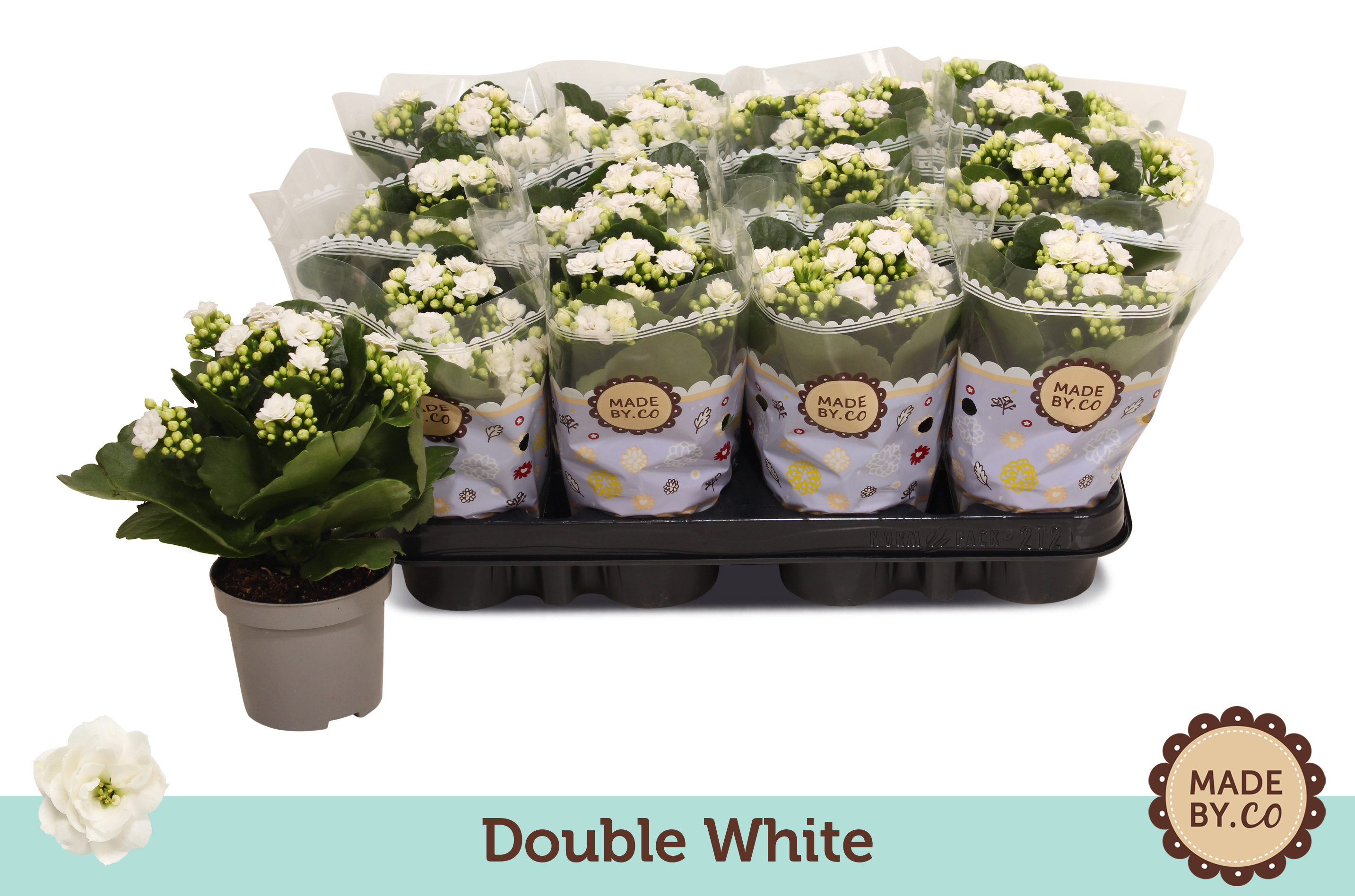 Picture of Kalanchoe double white P9 19CM