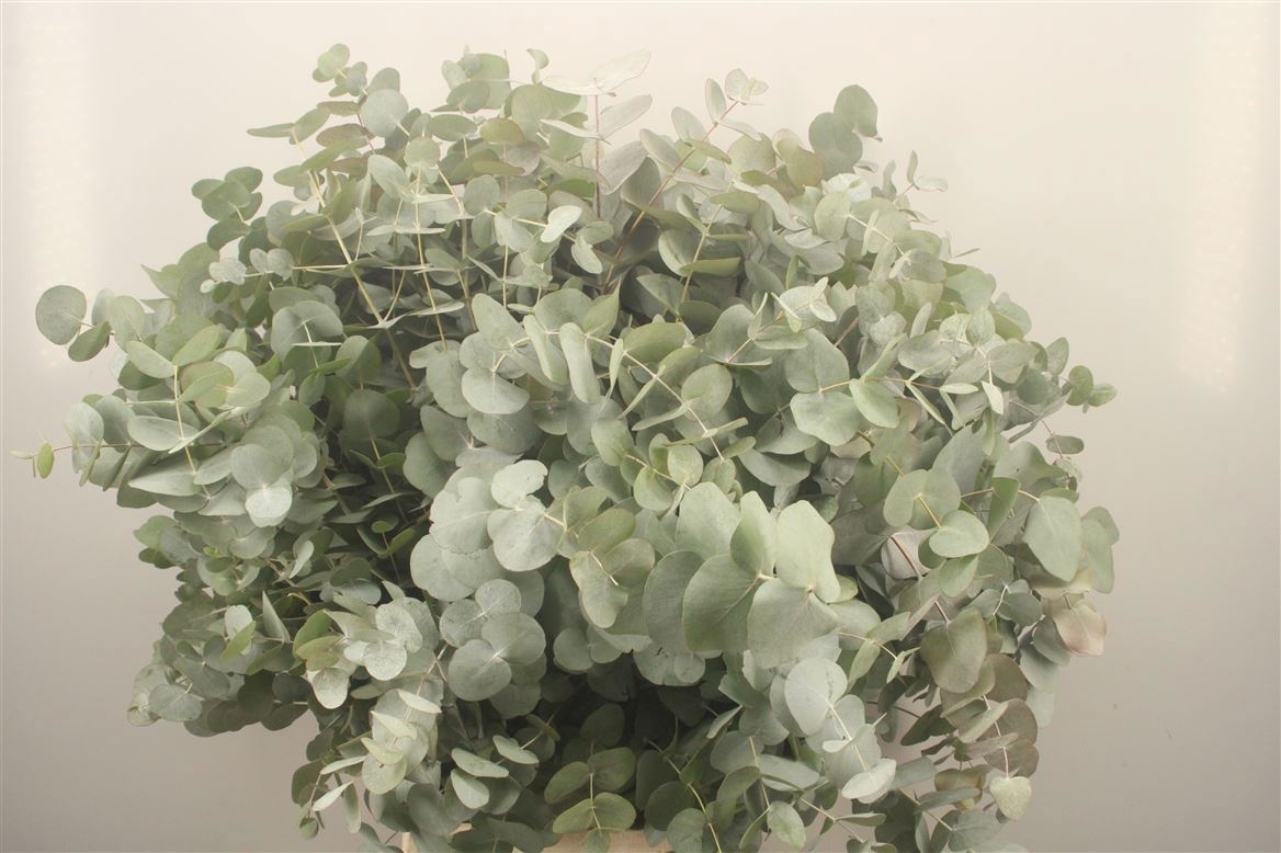 Euc Cinerea Per Bos 70L.cm 200gram