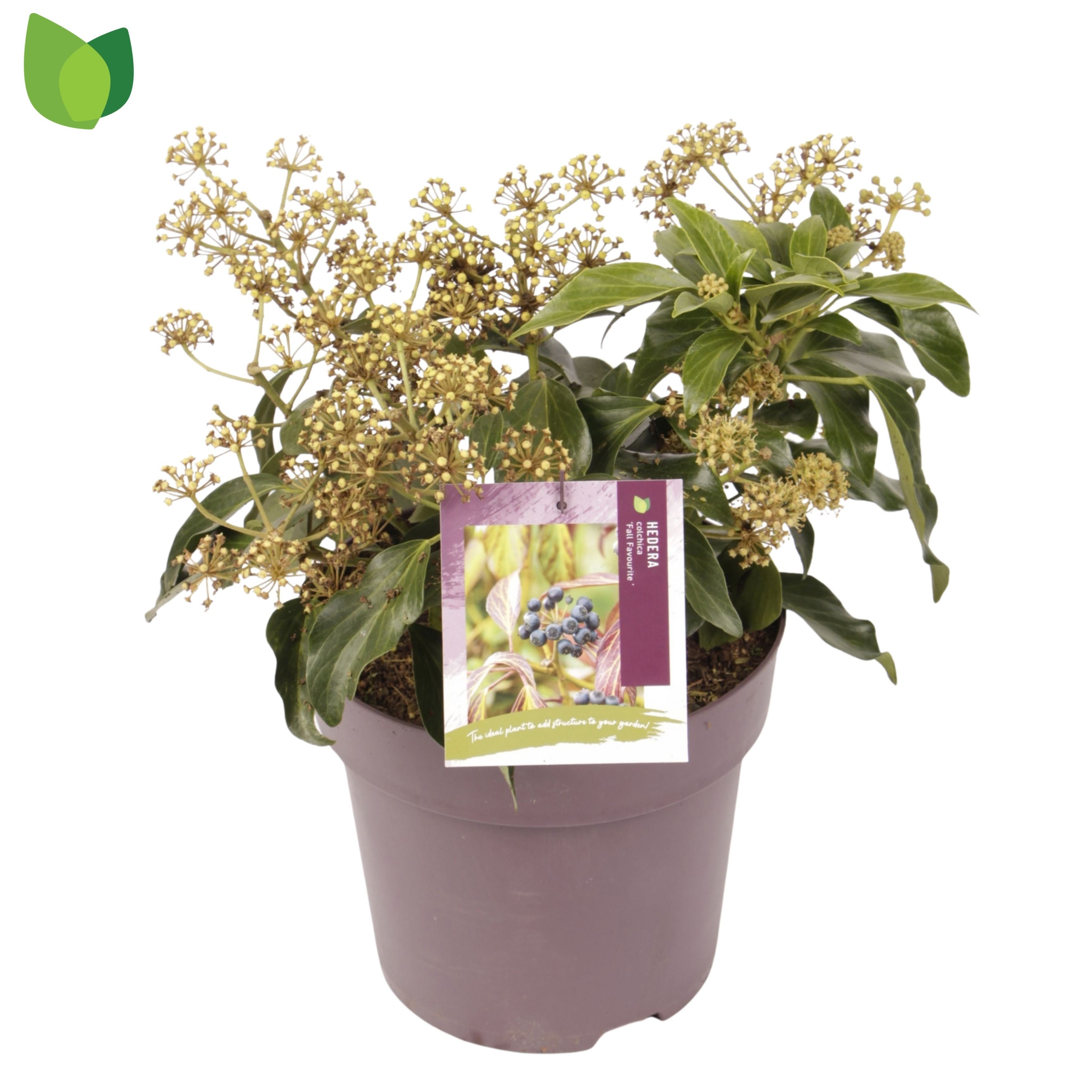 Hedera colchica 'Fall Favourite'