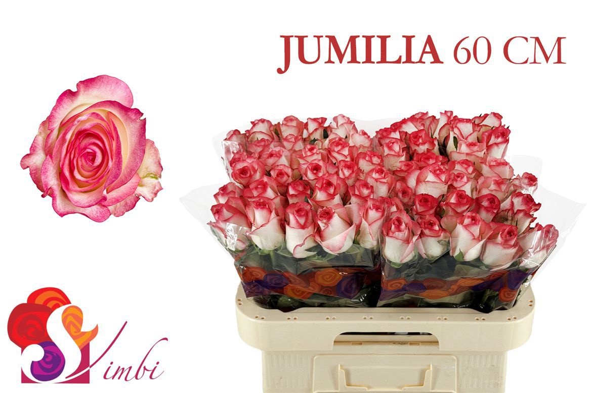 R Gr Jumilia
